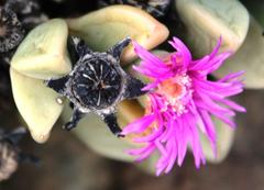 Schlechteranthus hallii