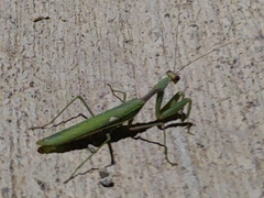 Sphodromantis