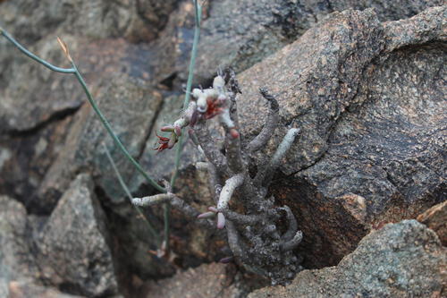 Tylecodon buchholzianus
