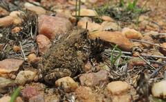 Poyntonophrynus fenoulheti