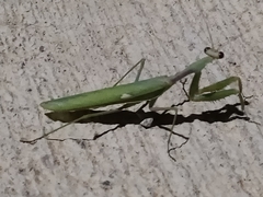 Sphodromantis