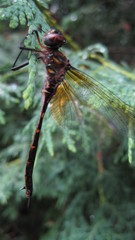 Somatochlora williamsoni