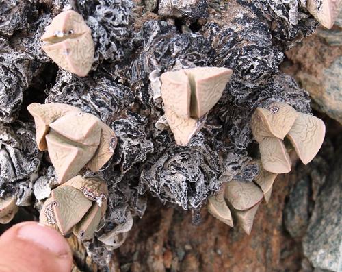 Schwantesia herrei