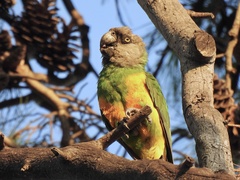 Poicephalus senegalus