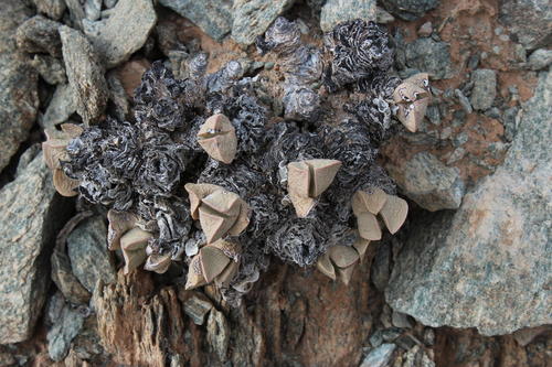Schwantesia herrei