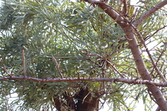 Cussonia paniculata sinuata