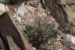 Cotyledon orbiculata orbiculata