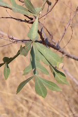 Cussonia paniculata sinuata