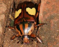 Pedinorrhina trivittata