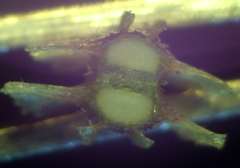 Silphiodaucus prutenicus