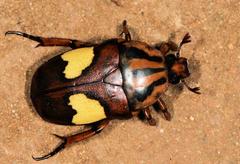 Pedinorrhina trivittata