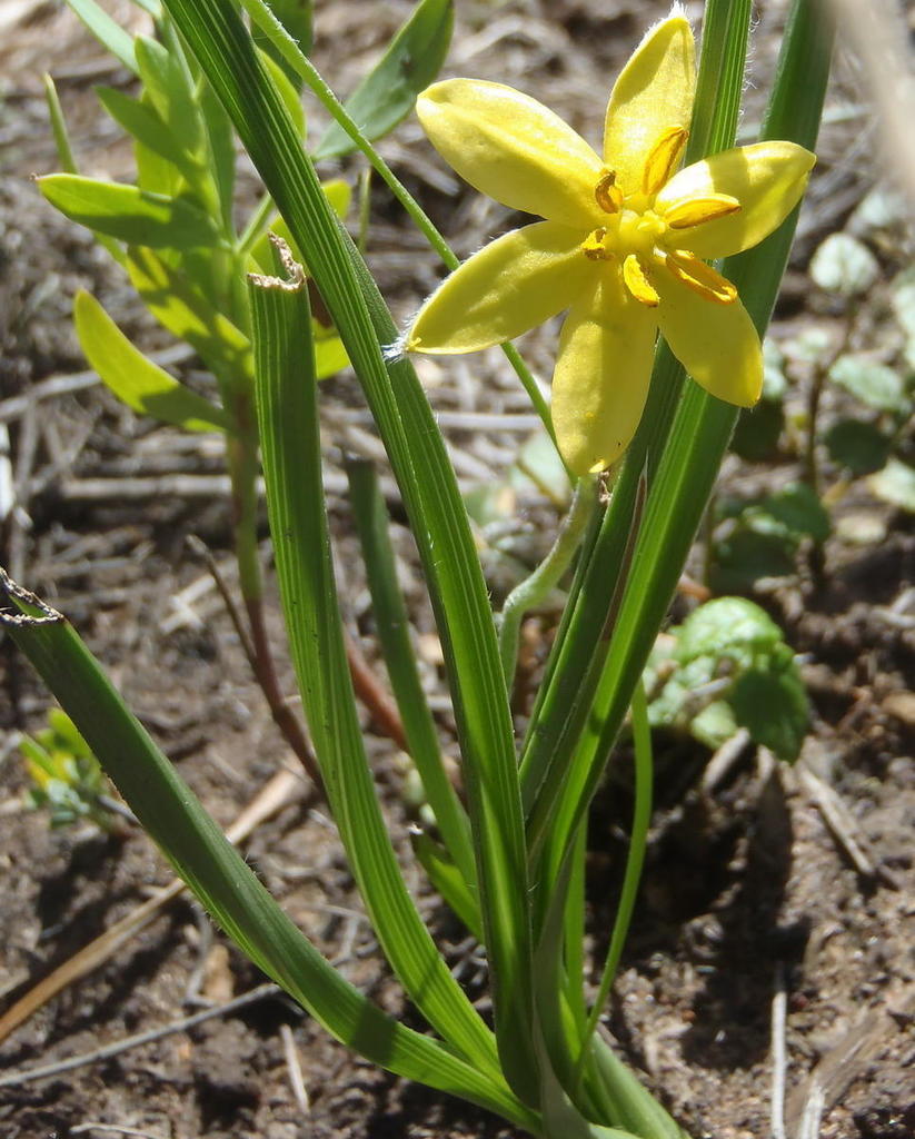 Hypoxis longifolia