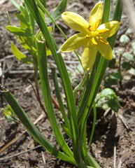 Hypoxis longifolia