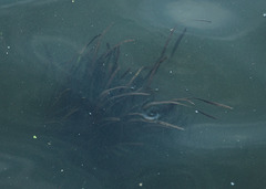 Vallisneria spiralis