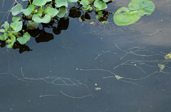 Vallisneria spiralis