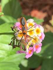 Zelus longipes