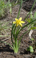 Hypoxis longifolia