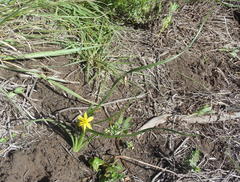 Hypoxis longifolia