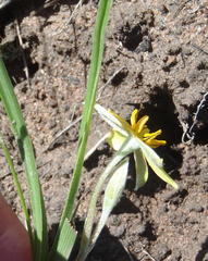 Hypoxis longifolia