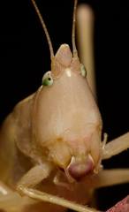 Neoconocephalus bivocatus