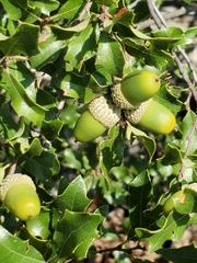 Quercus vaseyana