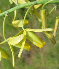 Albuca clanwilliamae-gloria