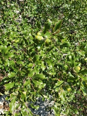 Quercus vaseyana