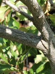 Quercus vaseyana