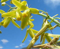 Albuca clanwilliamae-gloria