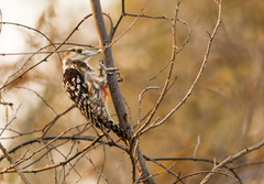 Leiopicus mahrattensis