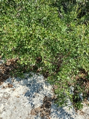 Quercus vaseyana