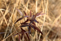 Searsia lancea