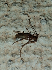 Vesperus flaveolus