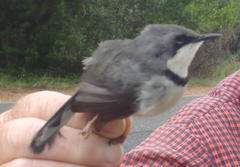 Apalis thoracica capensis