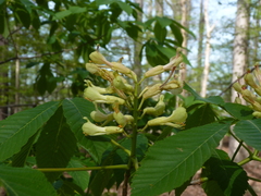 Aesculus sylvatica
