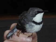 Apalis thoracica capensis