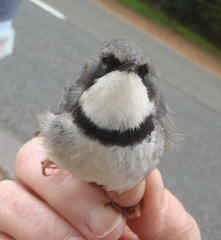 Apalis thoracica capensis