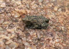 Poyntonophrynus fenoulheti