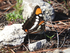 Adelpha eulalia