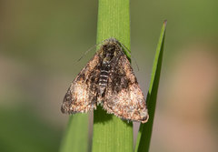Panemeria tenebrata