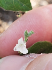 Carlowrightia torreyana