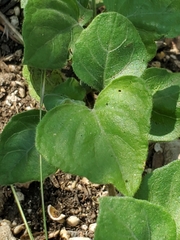 Carlowrightia torreyana