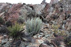 Euphorbia dregeana