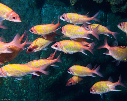 Neoniphon aurolineatus, 2012-07-28