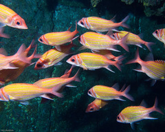 Gold-Lined Squirrelfish photo 5