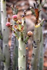 Euphorbia dregeana