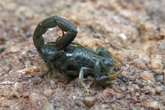 Uroplectes flavoviridis