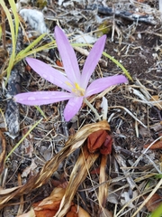 Colchicum autumnale