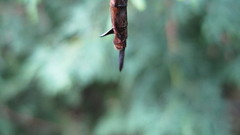 Somatochlora williamsoni