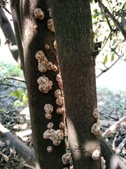 Ceroplastes grandis